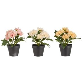 Ib Laursen - Dahlia i potte m/5 blomster 25x22cm - Flere farver
