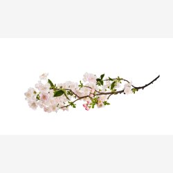 La Vida - Kirseb�rgren L: 90 cm. Pink