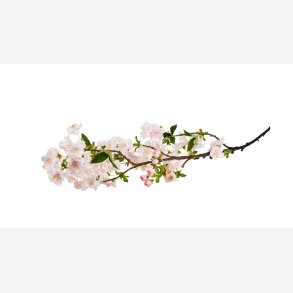 La Vida - Kirseb�rgren L: 90 cm. Pink