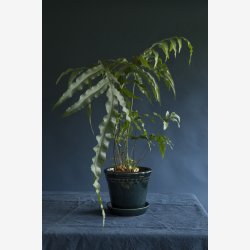 Bergs Potter Kbenhavner urtepotte Petroleums bl 14 cm