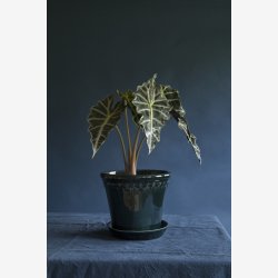 Bergs Potter Kbenhavner urtepotte Petroleums bl 14 cm