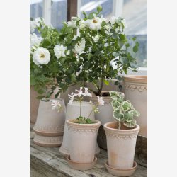 Bergs Potter Kbenhavner RAW rosa rosenpotte : 18cm. inkl. underskl