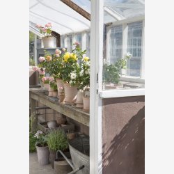 Bergs Potter Kbenhavner RAW rosa rosenpotte : 18cm. inkl. underskl