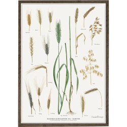 Koustrup &amp; Co - Plakat "Danske Kornsorter" A2 