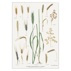 Koustrup &amp; Co - Plakat "Danske Kornsorter" A2 