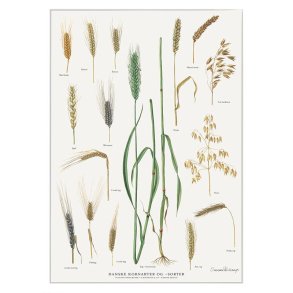 Koustrup & Co - Plakat 