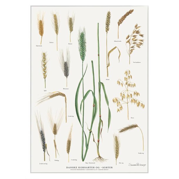 Koustrup &amp; Co - Plakat "Danske Kornsorter" A2 
