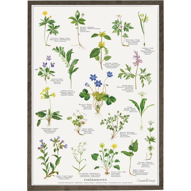 Koustrup &amp; Co - Plakat "Forrsskoven" A2.