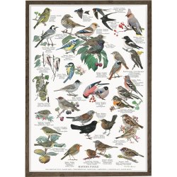 Koustrup &amp; Co - Plakat "Havens Fugle" A4 ( 21x29,7 cm ) 