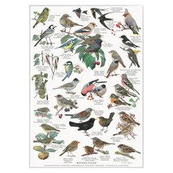 Koustrup &amp; Co - Plakat "Havens Fugle" A4 ( 21x29,7 cm ) 