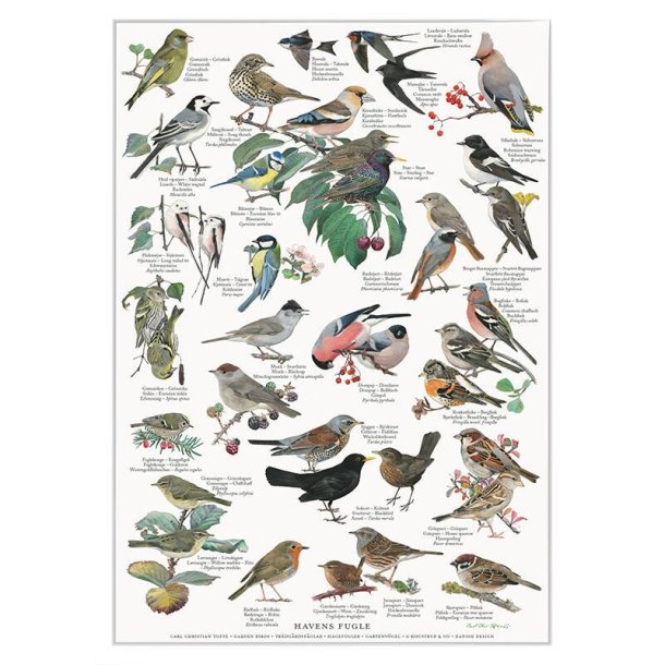 Koustrup &amp; Co - Plakat "Havens Fugle" A4 ( 21x29,7 cm ) 