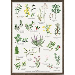 Koustrup &amp; Co - Plakat "Heden" A2 