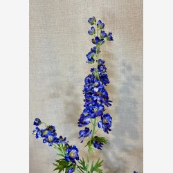 Ridderspore Bl� H:90cm.