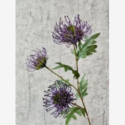 Protea Lilla H: 71 cm.