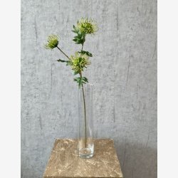 Protea Gr�n H: 71 cm.