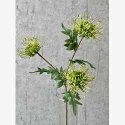 Protea Gr�n H: 71 cm.