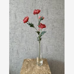 Chrysanthemum lys Bordeaux H: 83 cm.