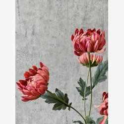 Chrysanthemum lys Bordeaux H: 83 cm.