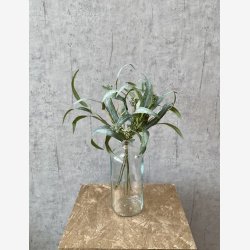 Eukalyptus Grn bundt  5 stk. H: 44 cm.