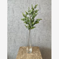 Eucalypthus Gr�n H:75cm.
