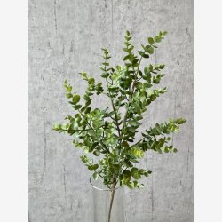 Eucalypthus Gr�n H:75cm.