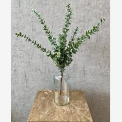 Eucalyptus Grn H: 61 cm.