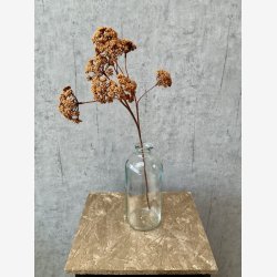 Eupatorium Brun H: 57 cm.