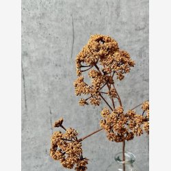 Eupatorium Brun H: 57 cm.