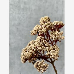 Eupatorium Beige H: 81 cm.