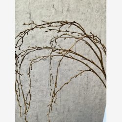 Birkegren Brun/Grn hnge L: 132 cm.