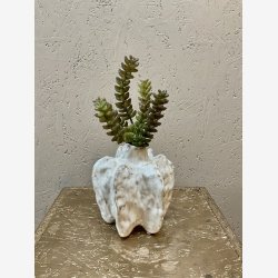 Sedum Sukkulent H: 24 cm.