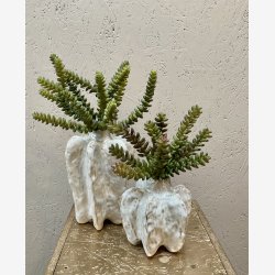 Sedum Sukkulent H: 24 cm.