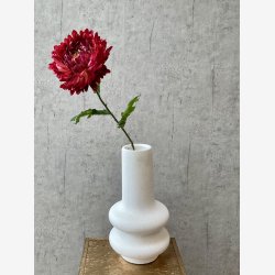 Chrysanthemum m/blade 75 cm. Rd