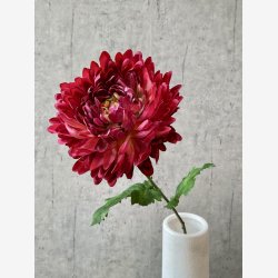 Chrysanthemum m/blade 75 cm. Rd