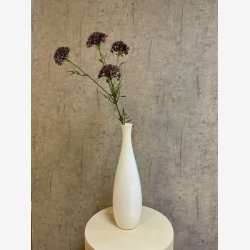 Sk�rmblomst Lilla H:72cm.