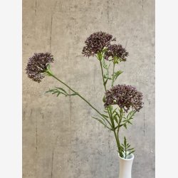 Sk�rmblomst Lilla H:72cm.