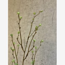 Mandstro Gren Gr�n H:75cm.