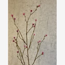 Mandstro Gren Rosa H:75cm.