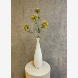 Sk�rmblomst Gul H:72cm.