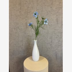 Nigella Lysebl� H:68cm.