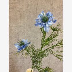 Nigella Lysebl� H:68cm.