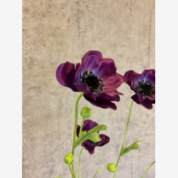 Anemone Lilla H:81cm.