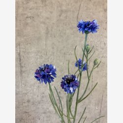 Kornblomst Buket Bl� H:66cm.