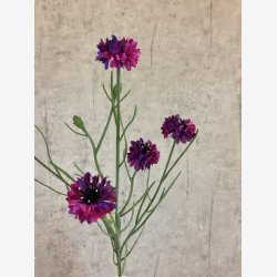 Kornblomst Buket M�rkelilla H:66cm.