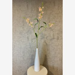 Pr�rielilje Abrikos H:101cm.