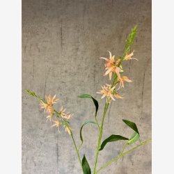 Pr�rielilje Abrikos H:101cm.