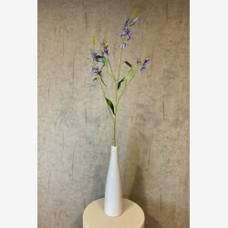 Pr�rielilje Bl� H:101cm.