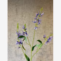 Pr�rielilje Bl� H:101cm.