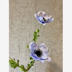 Anemone Lysebl� H:81cm.