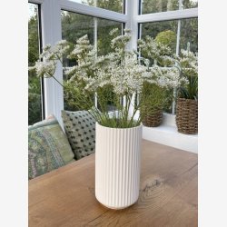 Skrmblomst Hvid H: 50 cm.